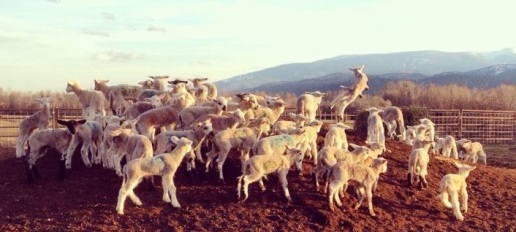 Running of the Lambs (Adventure Life)